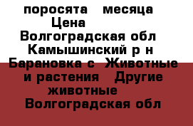 поросята 3 месяца › Цена ­ 4 500 - Волгоградская обл., Камышинский р-н, Барановка с. Животные и растения » Другие животные   . Волгоградская обл.